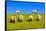 Germany, Schleswig-Holstein, North Frisia, Peninsula North Beach, Pohnshalligkoog, Dyke, Sheeps-Udo Siebig-Framed Stretched Canvas