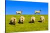 Germany, Schleswig-Holstein, North Frisia, Peninsula North Beach, Pohnshalligkoog, Dyke, Sheeps-Udo Siebig-Stretched Canvas