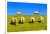 Germany, Schleswig-Holstein, North Frisia, Peninsula North Beach, Pohnshalligkoog, Dyke, Sheeps-Udo Siebig-Framed Photographic Print