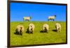 Germany, Schleswig-Holstein, North Frisia, Peninsula North Beach, Pohnshalligkoog, Dyke, Sheeps-Udo Siebig-Framed Photographic Print