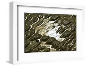 Germany, Schleswig-Holstein, Pellworm, Mud Flats, Wadden Sea, Close-Up-Ingo Boelter-Framed Photographic Print