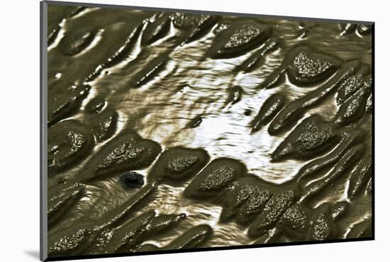 Germany, Schleswig-Holstein, Pellworm, Mud Flats, Wadden Sea, Close-Up-Ingo Boelter-Mounted Photographic Print