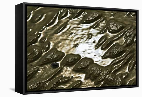 Germany, Schleswig-Holstein, Pellworm, Mud Flats, Wadden Sea, Close-Up-Ingo Boelter-Framed Stretched Canvas