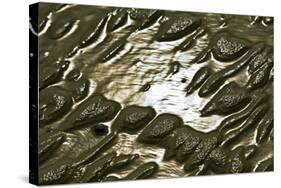 Germany, Schleswig-Holstein, Pellworm, Mud Flats, Wadden Sea, Close-Up-Ingo Boelter-Stretched Canvas