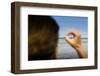 Germany, Schleswig-Holstein, Pellworm, Mud Flats, Wadden Sea, Lighthouse, Woman, Hand, Finger, View-Ingo Boelter-Framed Photographic Print