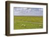 Germany, Schleswig-Holstein, Peninsula North Beach-Udo Siebig-Framed Photographic Print