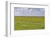 Germany, Schleswig-Holstein, Peninsula North Beach-Udo Siebig-Framed Photographic Print