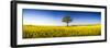 Germany, Schleswig-Holstein, Schlei (Inlet), Rape Field, Rape Blossom-Ingo Boelter-Framed Photographic Print