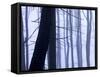 Germany, Siegbach, Pine and Beeches in Fog,-K. Schlierbach-Framed Stretched Canvas