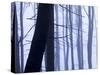 Germany, Siegbach, Pine and Beeches in Fog,-K. Schlierbach-Stretched Canvas