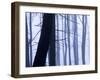 Germany, Siegbach, Pine and Beeches in Fog,-K. Schlierbach-Framed Photographic Print