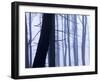 Germany, Siegbach, Pine and Beeches in Fog,-K. Schlierbach-Framed Photographic Print