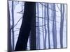 Germany, Siegbach, Pine and Beeches in Fog,-K. Schlierbach-Mounted Photographic Print