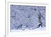 Germany, Steffenberg, Hutebuche in Snow-K. Schlierbach-Framed Photographic Print