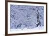 Germany, Steffenberg, Hutebuche in Snow-K. Schlierbach-Framed Photographic Print