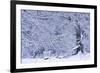 Germany, Steffenberg, Hutebuche in Snow-K. Schlierbach-Framed Photographic Print