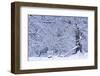 Germany, Steffenberg, Hutebuche in Snow-K. Schlierbach-Framed Photographic Print