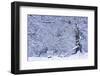 Germany, Steffenberg, Hutebuche in Snow-K. Schlierbach-Framed Photographic Print