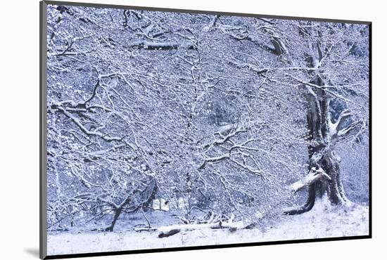 Germany, Steffenberg, Hutebuche in Snow-K. Schlierbach-Mounted Photographic Print