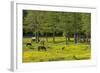 Germany, the Baltic Sea, Western Pomerania, Island RŸgen, Broom Blossom, Paddock-Chris Seba-Framed Photographic Print