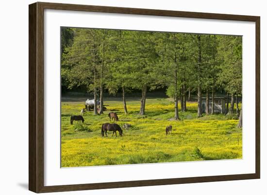 Germany, the Baltic Sea, Western Pomerania, Island RŸgen, Broom Blossom, Paddock-Chris Seba-Framed Photographic Print