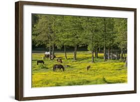 Germany, the Baltic Sea, Western Pomerania, Island RŸgen, Broom Blossom, Paddock-Chris Seba-Framed Photographic Print