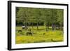 Germany, the Baltic Sea, Western Pomerania, Island RŸgen, Broom Blossom, Paddock-Chris Seba-Framed Photographic Print