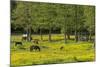 Germany, the Baltic Sea, Western Pomerania, Island RŸgen, Broom Blossom, Paddock-Chris Seba-Mounted Photographic Print