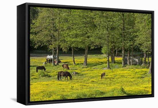 Germany, the Baltic Sea, Western Pomerania, Island RŸgen, Broom Blossom, Paddock-Chris Seba-Framed Stretched Canvas