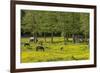 Germany, the Baltic Sea, Western Pomerania, Island RŸgen, Broom Blossom, Paddock-Chris Seba-Framed Photographic Print