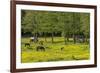 Germany, the Baltic Sea, Western Pomerania, Island RŸgen, Broom Blossom, Paddock-Chris Seba-Framed Photographic Print