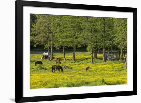 Germany, the Baltic Sea, Western Pomerania, Island RŸgen, Broom Blossom, Paddock-Chris Seba-Framed Photographic Print