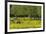 Germany, the Baltic Sea, Western Pomerania, Island RŸgen, Broom Blossom, Paddock-Chris Seba-Framed Photographic Print