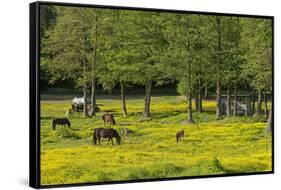 Germany, the Baltic Sea, Western Pomerania, Island RŸgen, Broom Blossom, Paddock-Chris Seba-Framed Stretched Canvas