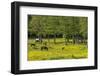 Germany, the Baltic Sea, Western Pomerania, Island RŸgen, Broom Blossom, Paddock-Chris Seba-Framed Photographic Print