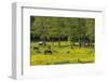 Germany, the Baltic Sea, Western Pomerania, Island RŸgen, Broom Blossom, Paddock-Chris Seba-Framed Photographic Print