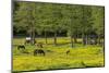 Germany, the Baltic Sea, Western Pomerania, Island RŸgen, Broom Blossom, Paddock-Chris Seba-Mounted Photographic Print