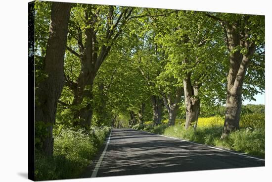 Germany, the Baltic Sea, Western Pomerania, Island RŸgen, Tree Avenue-Chris Seba-Stretched Canvas