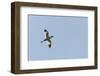 Germany, the North Sea, avocet (Recurvirostra avosetta).-Roland T. Frank-Framed Photographic Print