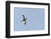 Germany, the North Sea, avocet (Recurvirostra avosetta).-Roland T. Frank-Framed Photographic Print