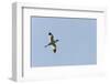 Germany, the North Sea, avocet (Recurvirostra avosetta).-Roland T. Frank-Framed Photographic Print