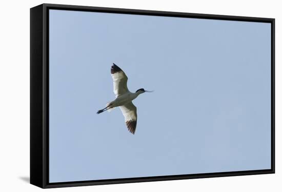 Germany, the North Sea, avocet (Recurvirostra avosetta).-Roland T. Frank-Framed Stretched Canvas