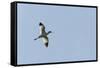 Germany, the North Sea, avocet (Recurvirostra avosetta).-Roland T. Frank-Framed Stretched Canvas