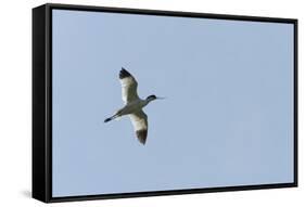 Germany, the North Sea, avocet (Recurvirostra avosetta).-Roland T. Frank-Framed Stretched Canvas