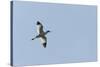 Germany, the North Sea, avocet (Recurvirostra avosetta).-Roland T. Frank-Stretched Canvas