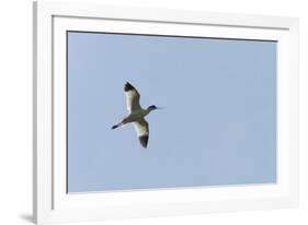 Germany, the North Sea, avocet (Recurvirostra avosetta).-Roland T. Frank-Framed Photographic Print