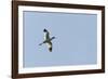 Germany, the North Sea, avocet (Recurvirostra avosetta).-Roland T. Frank-Framed Photographic Print