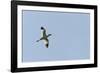 Germany, the North Sea, avocet (Recurvirostra avosetta).-Roland T. Frank-Framed Photographic Print