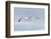 Germany, the North Sea, herring gull (Larus argentatus) in the flight.-Roland T. Frank-Framed Photographic Print