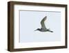 Germany, the North Sea, red thigh (Tringa dead anus) in the flight.-Roland T. Frank-Framed Photographic Print